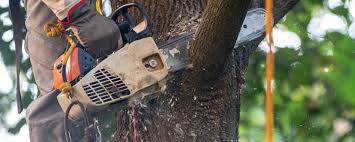 How Our Tree Care Process Works  in  Rocky Point, NY
