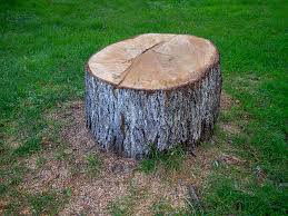 Best Arborist Consultation Services  in Rocky Point, NY