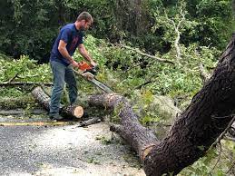 Best Firewood Processing and Delivery  in Rocky Point, NY