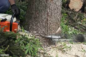 Best Tree Preservation Services  in Rocky Point, NY