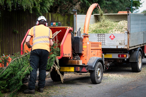 Best Tree Health Inspection  in Rocky Point, NY