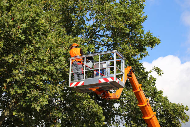 Best Tree Trimming and Pruning  in Rocky Point, NY