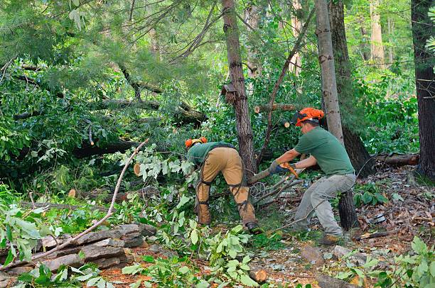 Best Tree Mulching  in Rocky Point, NY