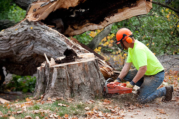 Best Tree Risk Assessment  in Rocky Point, NY