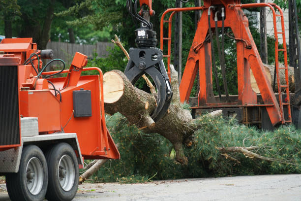 Best Grass Overseeding  in Rocky Point, NY
