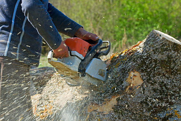 Best Palm Tree Trimming  in Rocky Point, NY